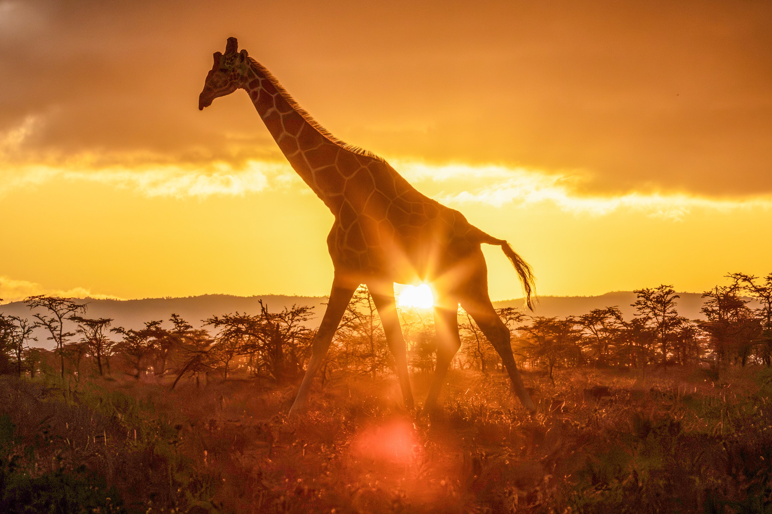 Jaime Kowal Biophilic Design Photograph of Giraffe in Golden Desert