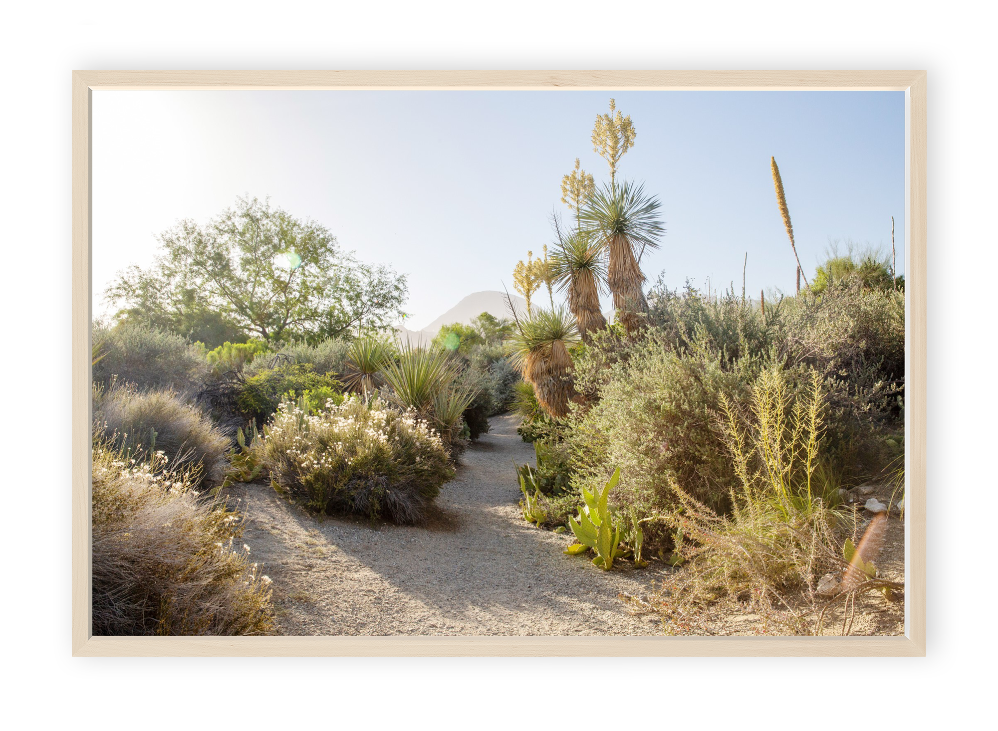 Desert Path
